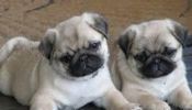 $500 Pug Puppies for new homes now