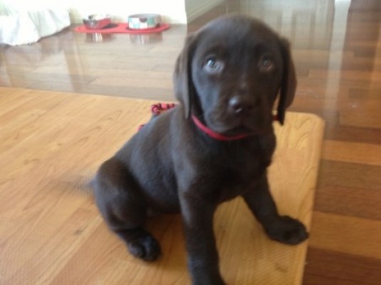 $1,500, Chocolate Labrador Retriever Puppies For Sale