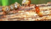 Termite Inspection Watsonia